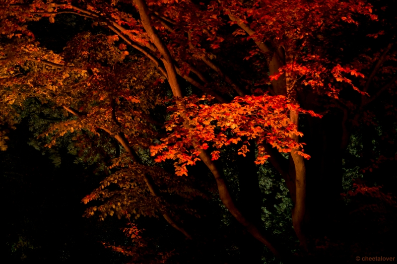 _DSC3870.JPG - Glow Eindhoven
