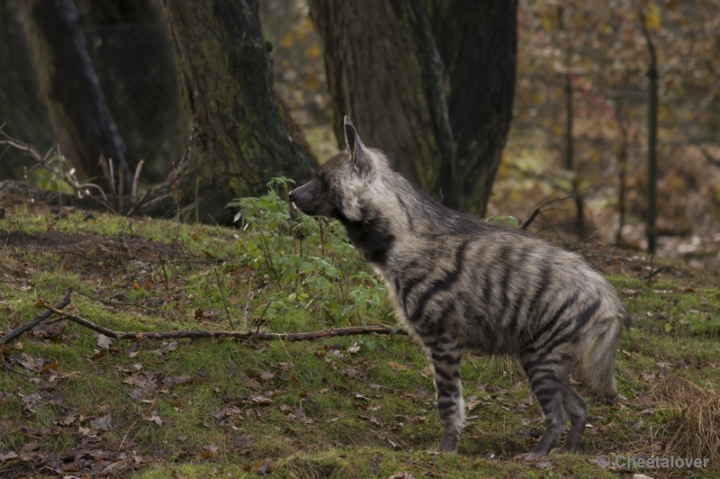 _DSC4977.JPG - Safaripark Beekse Bergen