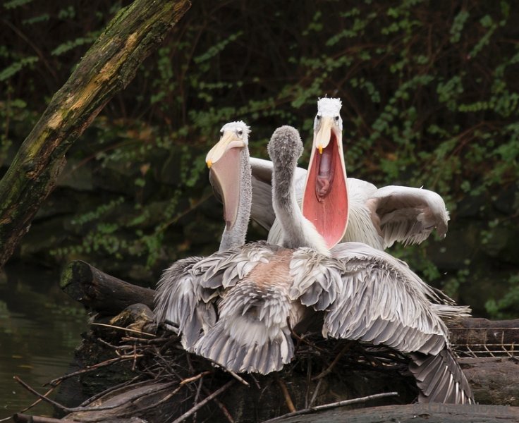 _DSC5115.JPG - Safaripark Beekse Bergen