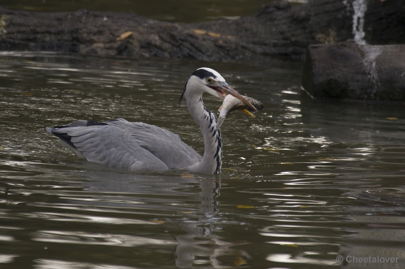 _DSC5119.JPG - Safaripark Beekse Bergen