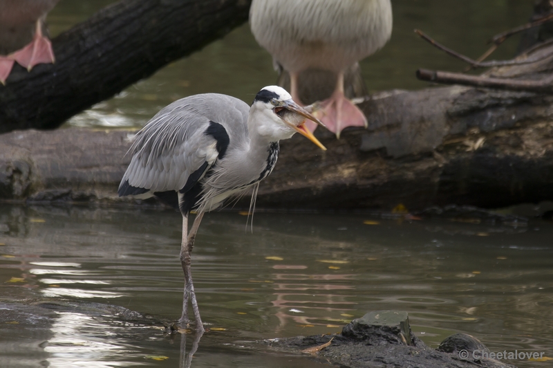 _DSC5128.JPG - Safaripark Beekse Bergen