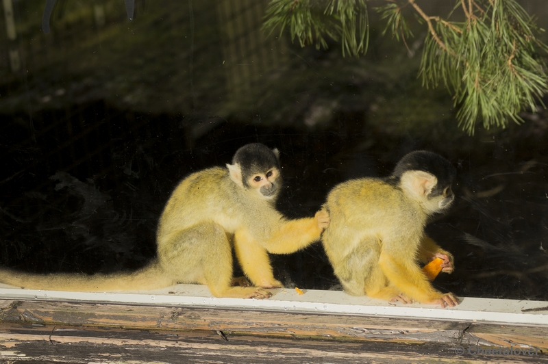 _DSC5165.JPG - Safaripark Beekse Bergen