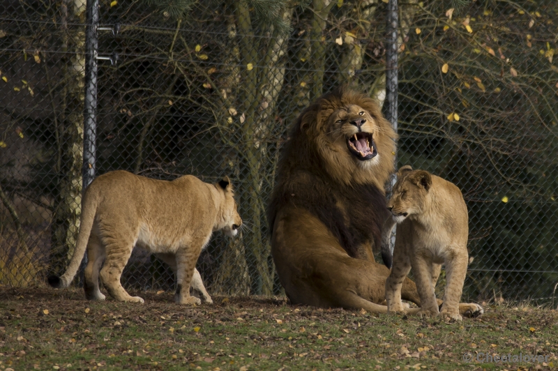 _DSC5187.JPG - Safaripark Beekse Bergen