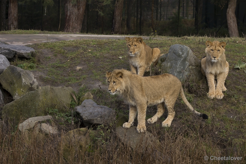 _DSC5235.JPG - Safaripark Beekse Bergen