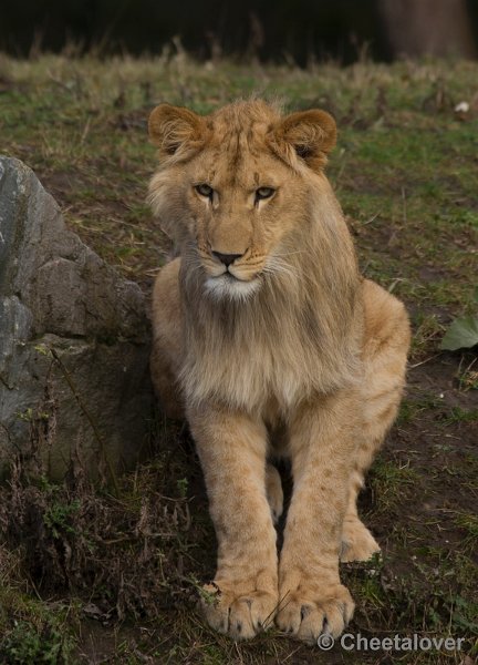 _DSC5244.JPG - Safaripark Beekse Bergen