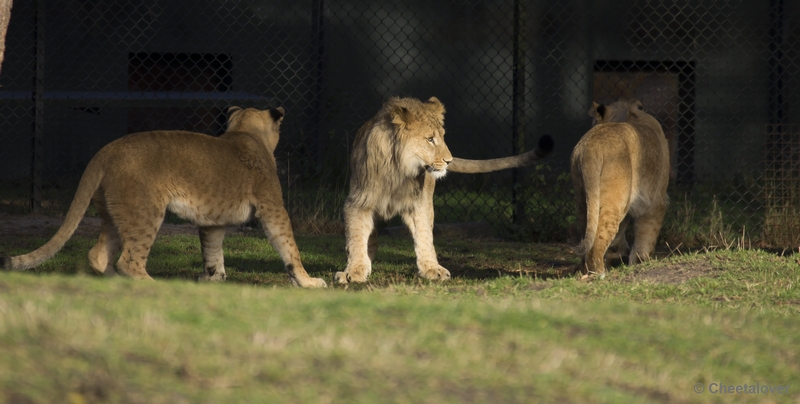 _DSC5265.JPG - Safaripark Beekse Bergen