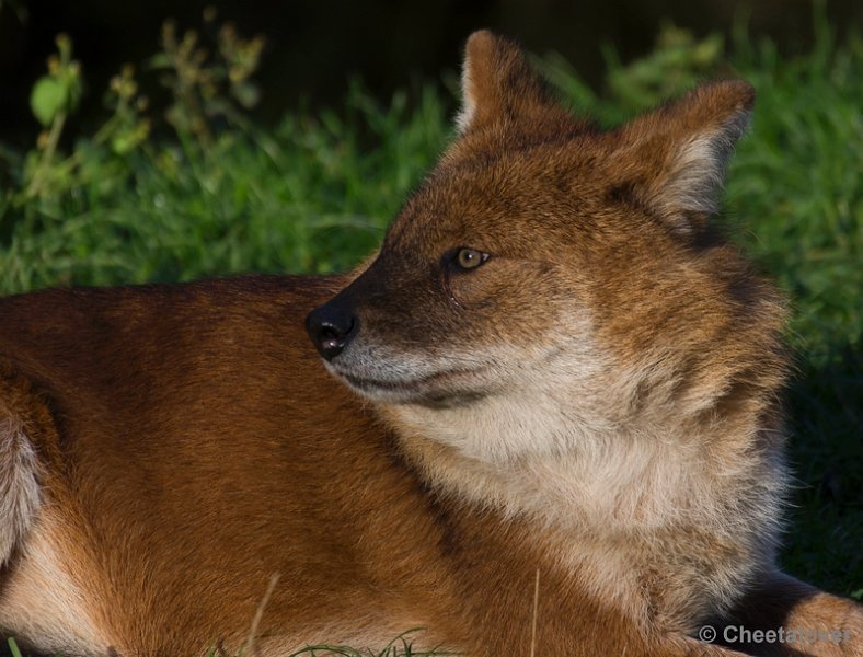 _DSC5316.JPG - Safaripark Beekse Bergen