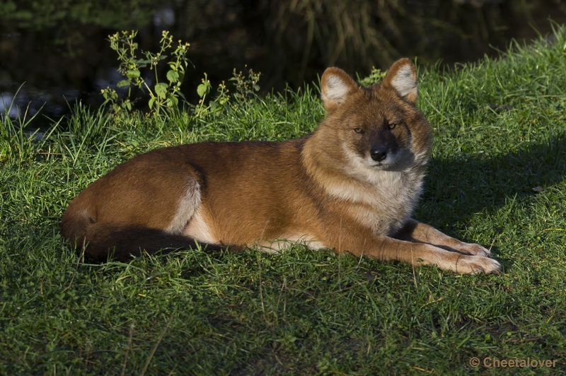 _DSC5321.JPG - Safaripark Beekse Bergen