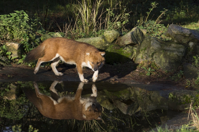 _DSC5331.JPG - Safaripark Beekse Bergen