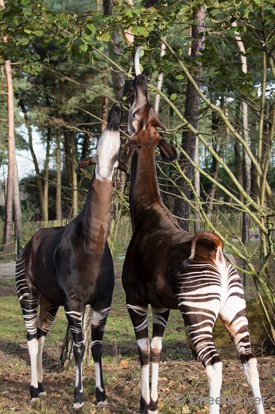 _DSC5362.JPG - Safaripark Beekse Bergen