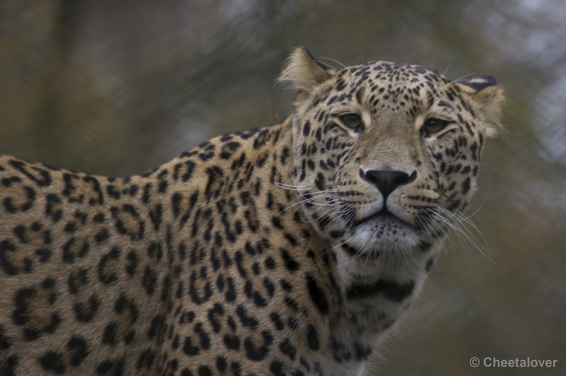 _DSC5421.JPG - Safaripark Beekse Bergen