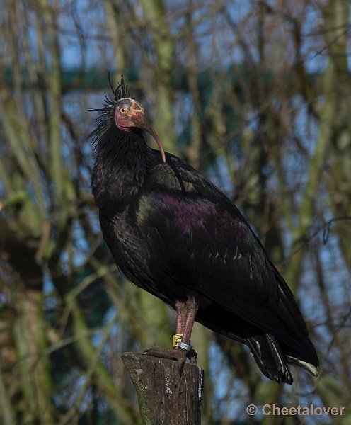 _DSC7368.JPG - Dierenrijk