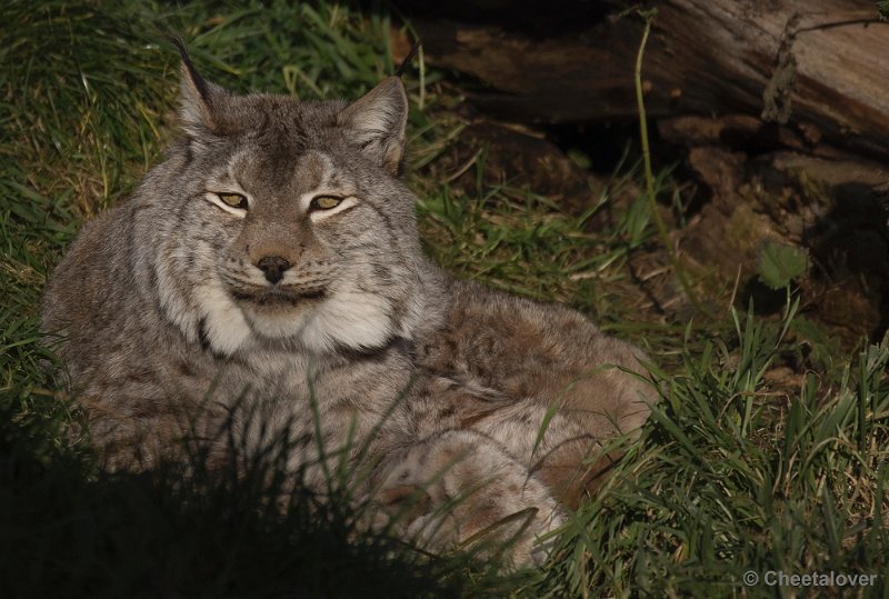 _DSC7470.JPG - Dierenrijk