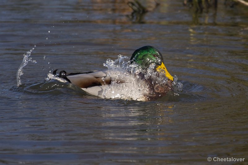 _DSC7505.JPG - Dierenrijk