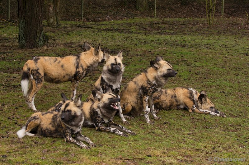 _DSC7550.JPG - Safaripark Beekse Bergen