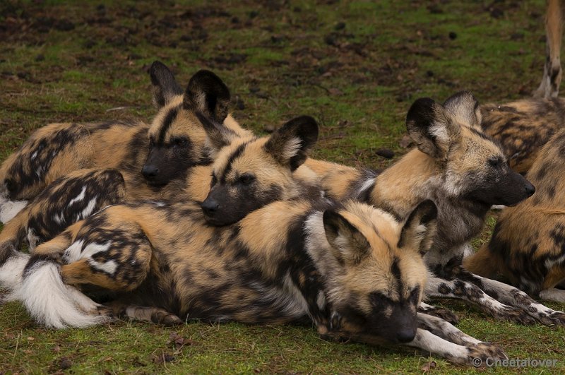 _DSC7551.JPG - Safaripark Beekse Bergen