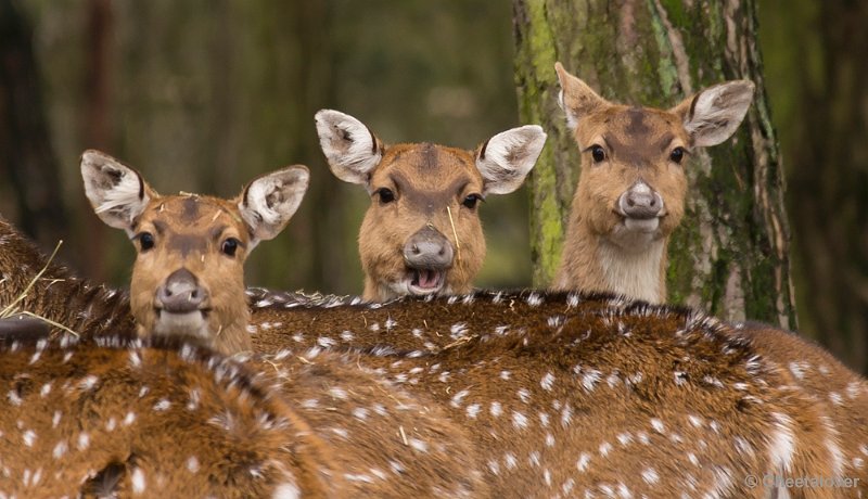 _DSC7558.JPG - Safaripark Beekse Bergen