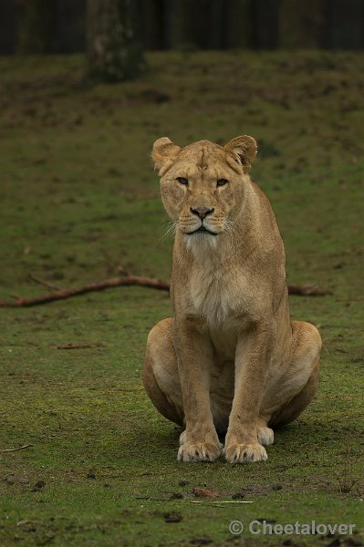 _DSC7575.JPG - Safaripark Beekse Bergen
