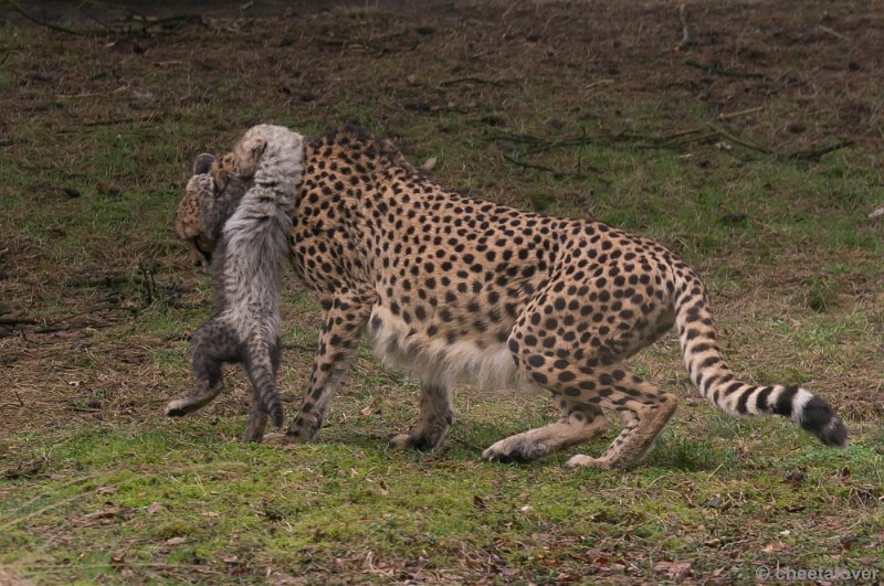 _DSC7660.JPG - Safaripark Beekse Bergen'Jonge Cheeeta's'