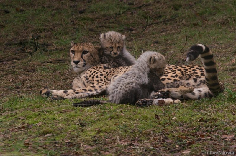 _DSC7665.JPG - Safaripark Beekse Bergen'Jonge Cheeeta's'