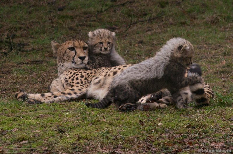 _DSC7667.JPG - Safaripark Beekse Bergen'Jonge Cheeeta's'