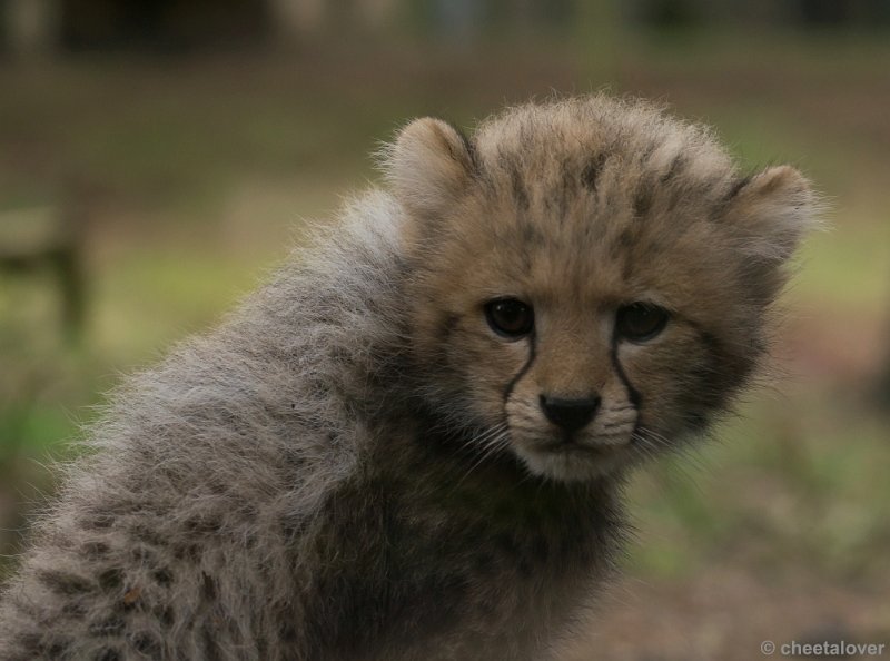 _DSC7678.JPG - Safaripark Beekse Bergen'Jonge Cheeeta's'