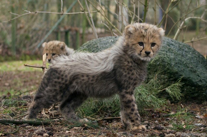 _DSC7682.JPG - Safaripark Beekse Bergen'Jonge Cheeeta's'