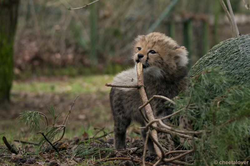 _DSC7685.JPG - Safaripark Beekse Bergen'Jonge Cheeeta's'