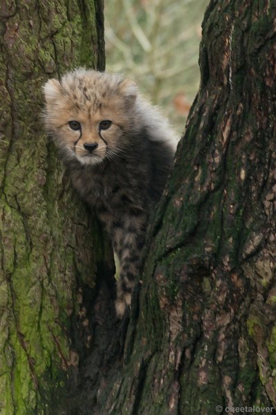 _DSC7721.JPG - Safaripark Beekse Bergen'Jonge Cheeeta's'