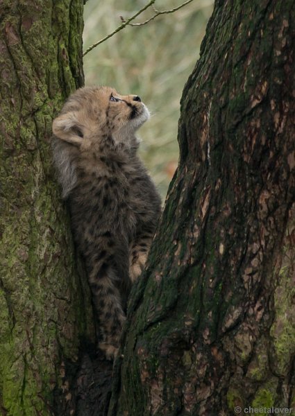 _DSC7762.JPG - Safaripark Beekse Bergen'Jonge Cheeeta's'