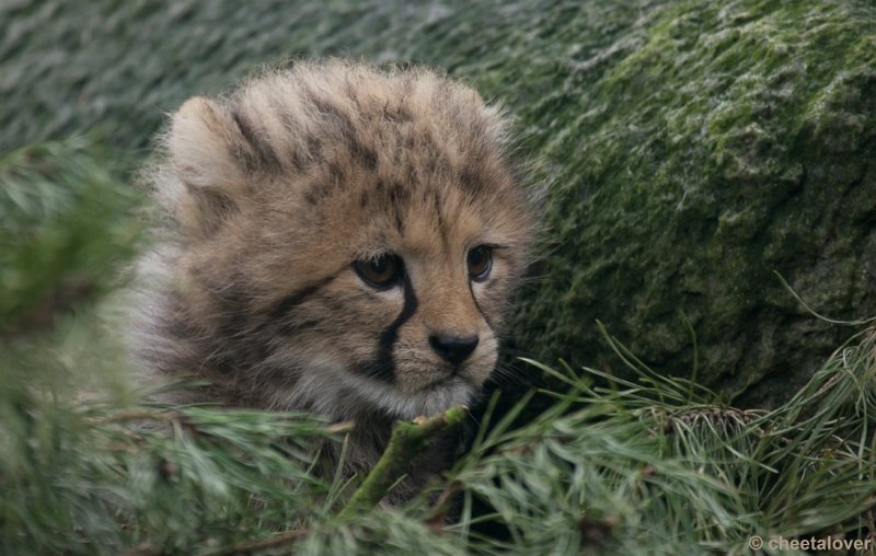 _DSC7807.JPG - Safaripark Beekse Bergen'Jonge Cheeeta's'