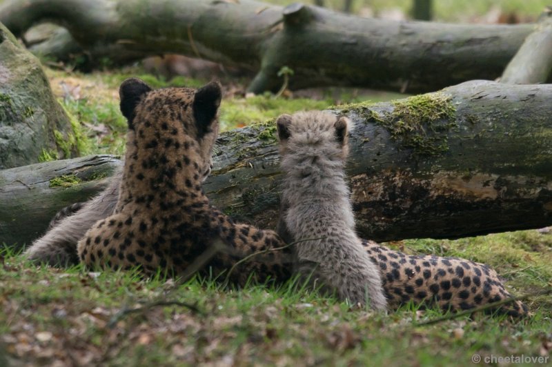 _DSC7863.JPG - Safaripark Beekse Bergen'Jonge Cheeeta's'