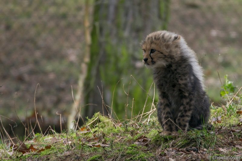 _DSC7879.JPG - Safaripark Beekse Bergen'Jonge Cheeeta's'