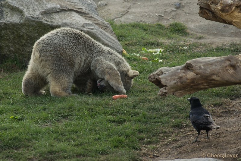 _DSC6969.JPG - Diergaarde Blijdorp
