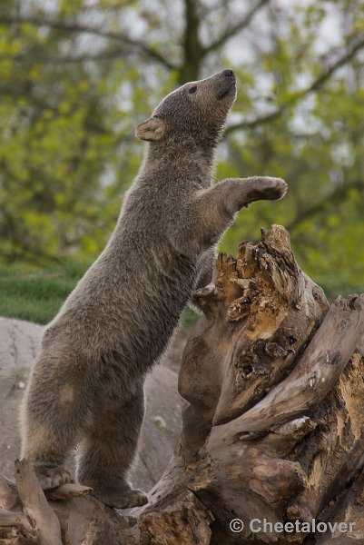 _DSC7123.JPG - Diergaarde Blijdorp