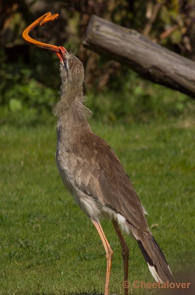 _DSC7244.JPG - Diergaarde Blijdorp