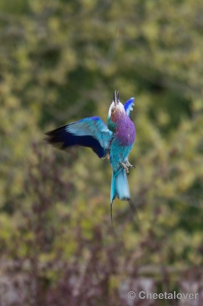 _DSC7583.JPG - Diergaarde Blijdorp