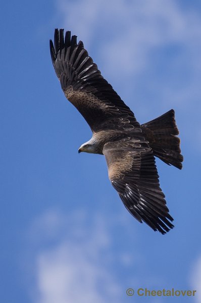 _DSC7630.JPG - Diergaarde Blijdorp