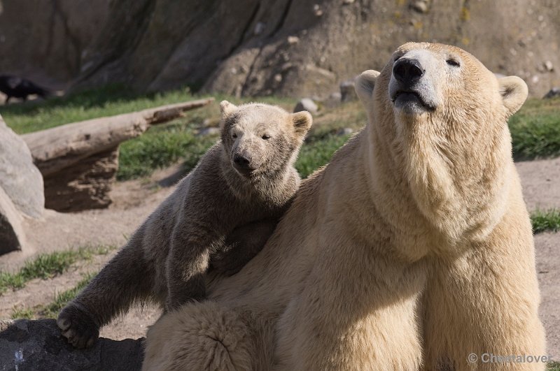 _DSC7900.JPG - Diergaarde Blijdorp