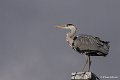 _DSC6915