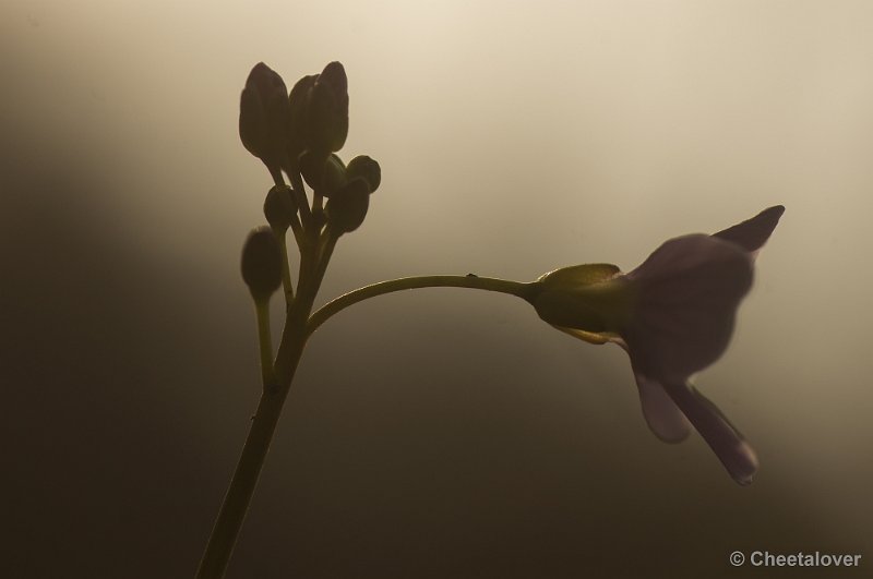 _DSC6345.JPG - Macro