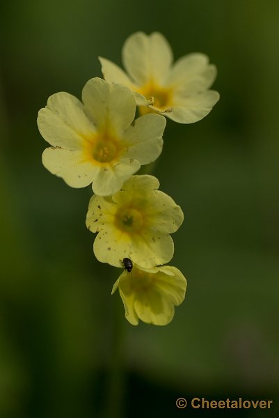 _DSC6382.JPG - Macro