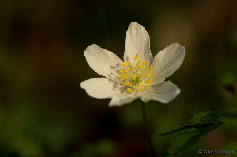 _DSC6393.JPG - Macro