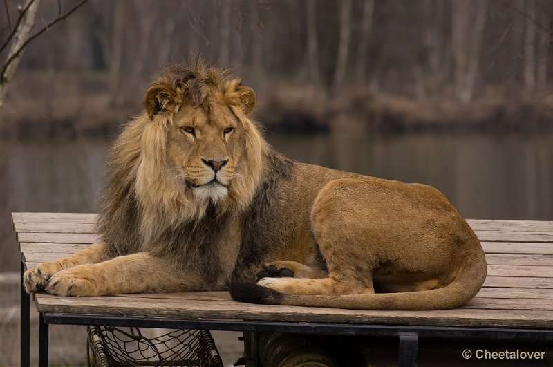 _DSC5625.JPG - Safaripark Beekse Bergen