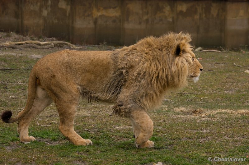 _DSC5640.JPG - Safaripark Beekse Bergen