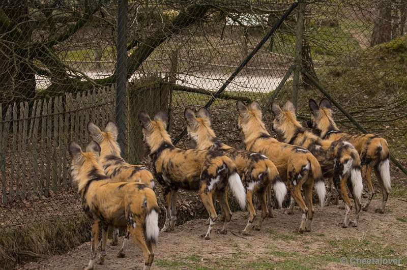 _DSC5662.JPG - Safaripark Beekse Bergen