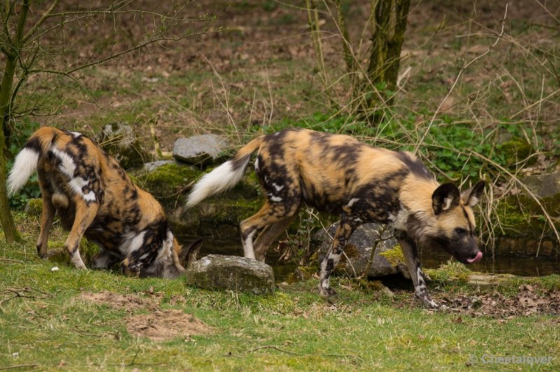 _DSC5673.JPG - Safaripark Beekse Bergen