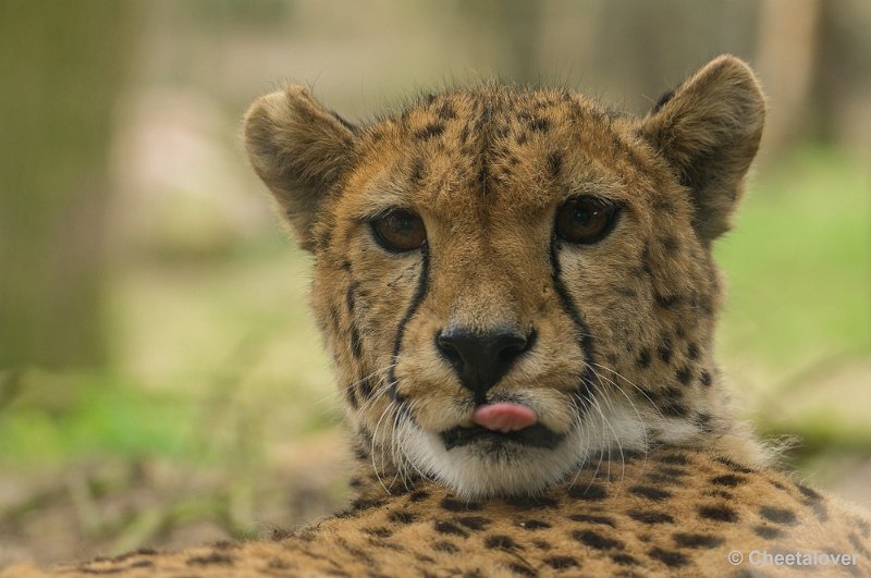 _DSC5686.JPG - Safaripark Beekse Bergen