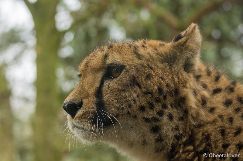 _DSC5694.JPG - Safaripark Beekse Bergen