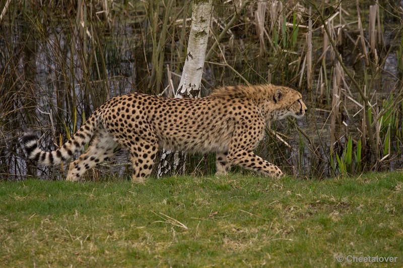 _DSC5705.JPG - Safaripark Beekse Bergen